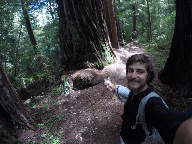 In Jedediah Smith Redwood State Park: A dream come true! Finally, we are at the Redwoods!