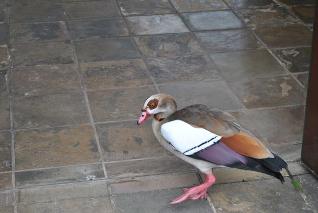 I find these South African ducks look creepy as if they have a disease.