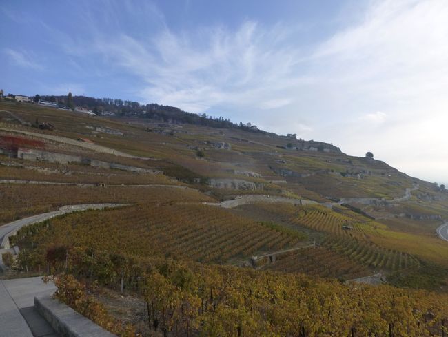 Lavaux Terrace