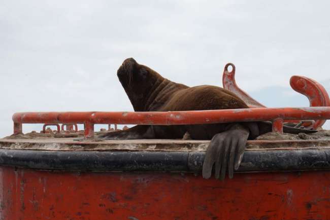 Ein Seelöwen im Hafen