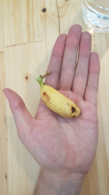Leckere Mini-Bananen als Snack für zwischendurch.