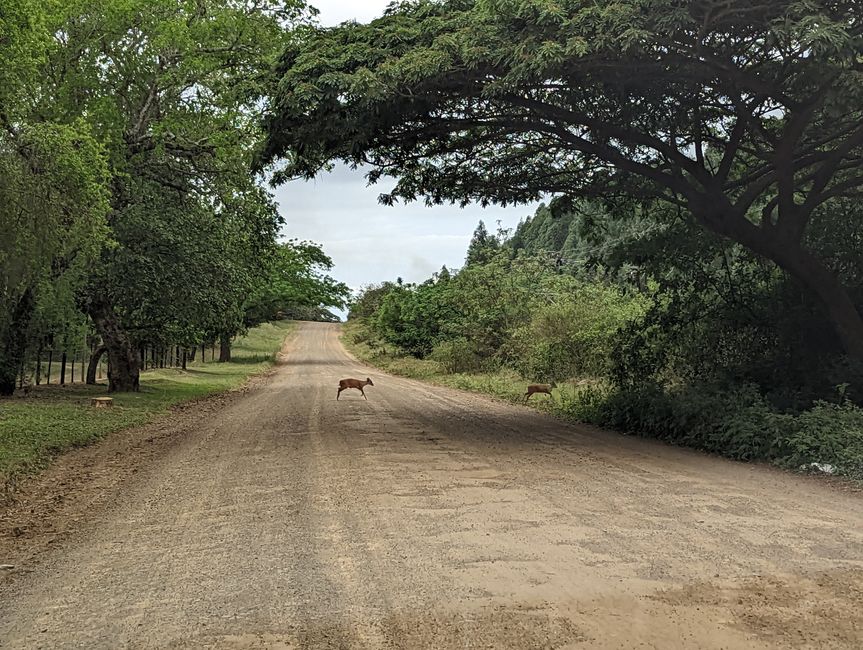Hluhluwe-Nationalpark, iSimangaliso-Nationalpark und St. Lucia