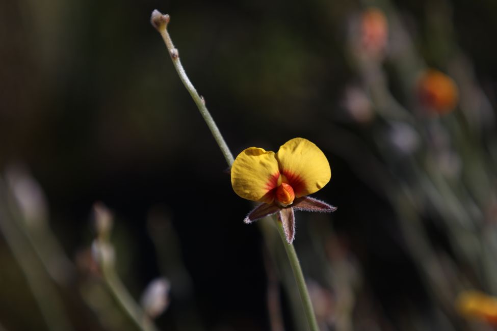 Wildflowers in Lesueur National Park