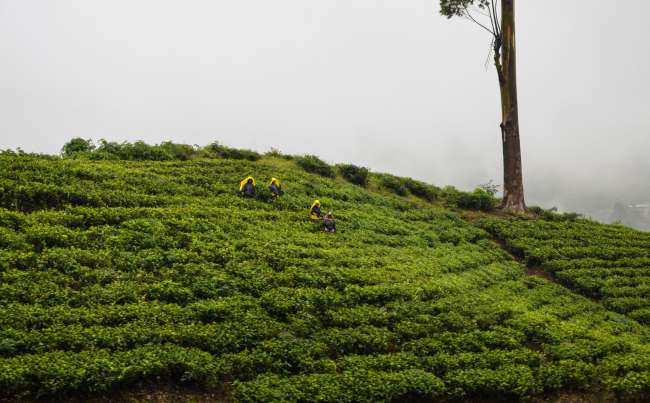 18.09.2016- Sri Lanka, Nuwara Eliya (Tea plantation)