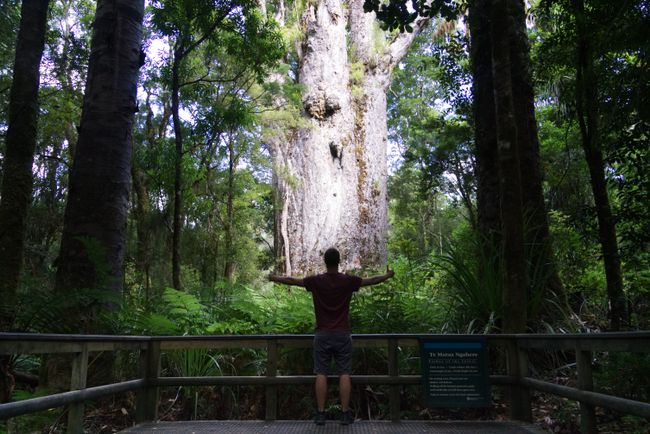 Te Matua Ngahere, den Vater des Waldes, kann man auch nur auf einem Foto umarmen