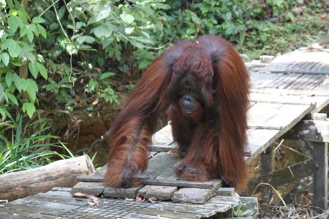 Orang-Utan