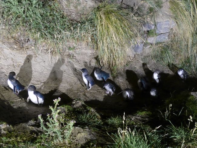 Otago Peninsula - Schloss, Albatrosse und Pinguine (Neuseeland Teil 36)