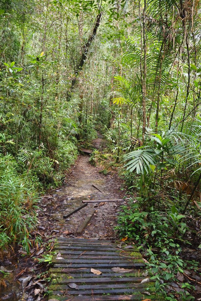 🇲🇾 Kundasang auf Borneo ⛰️ Kinabalu mendia