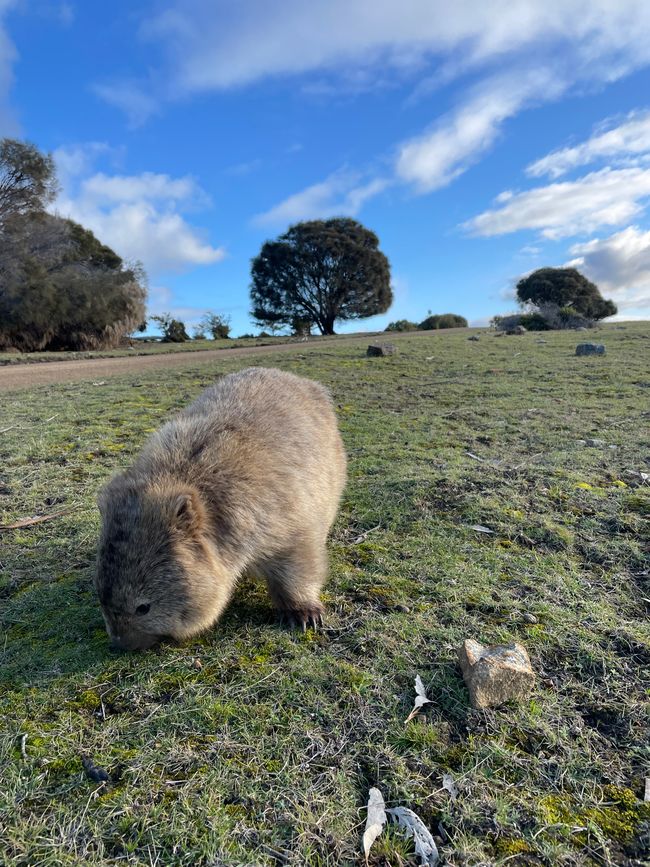 The wombats are out and about 