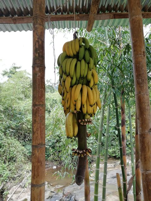 Bananen im Geschäft zum Selbstabpflücken