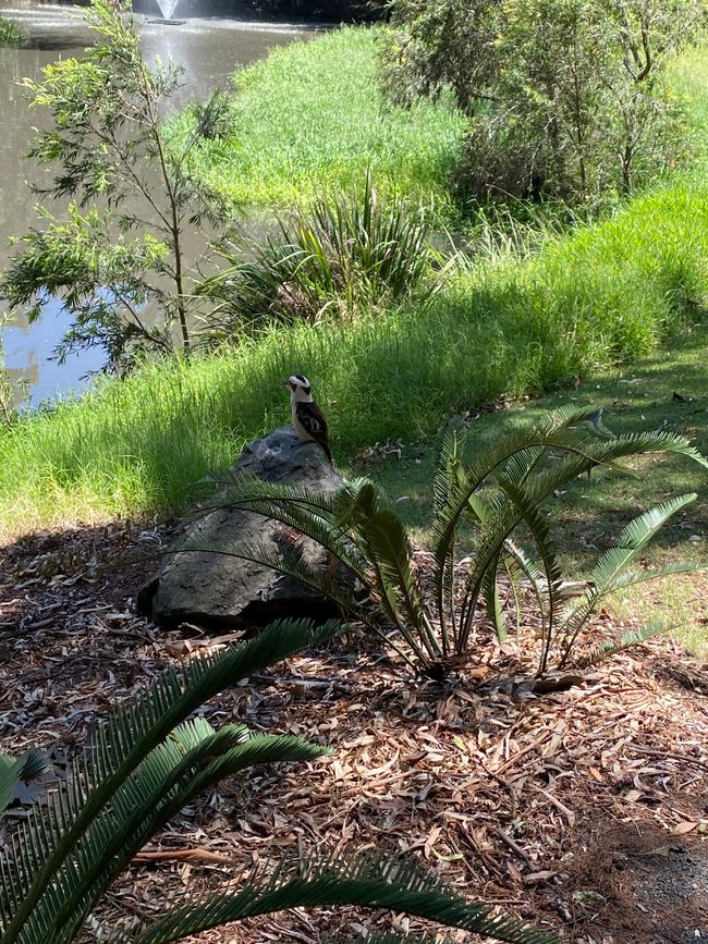 Jägerlieste (Kookaburra) Im Botanic Gardens