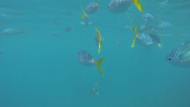 Day 42: Snorkeling at the Great Barrier Reef