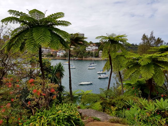 Sydney: Mobulu ya libongo ya North Shore