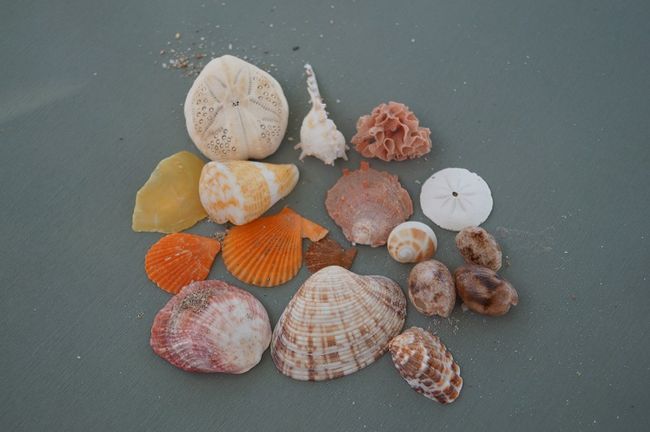 All shells are back on the beach now