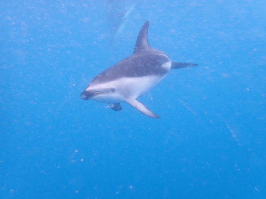 Kaikoura - Delfinschwimmen
