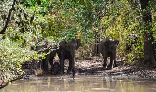 06.09.2016 - Sri Lanka, Yala National Park