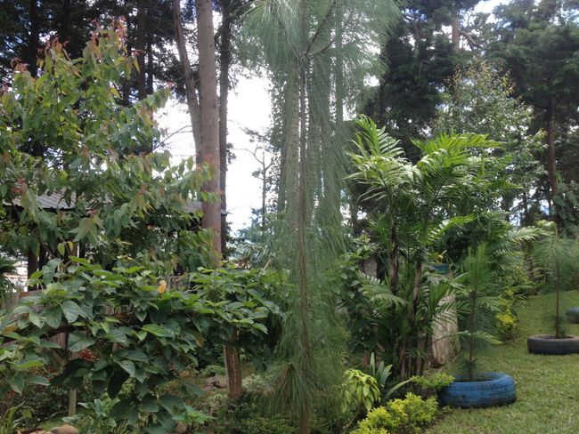 Guatemala: Barriletes gigantes