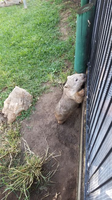 Wombat - Zoo Rockhampton