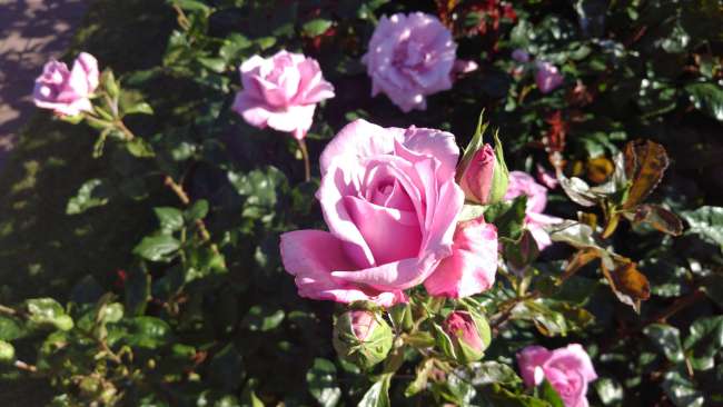 Queen Mary`s Rose Gardens