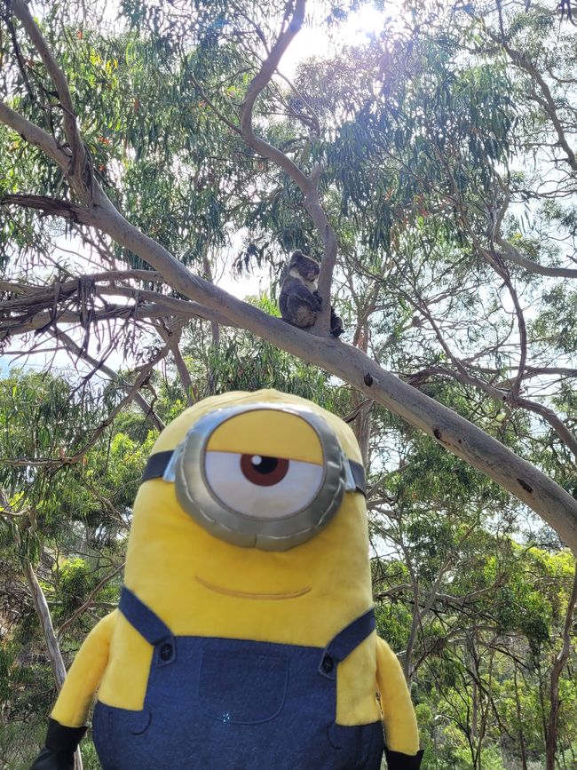 Day 178 Stuart finds the beloved Koala