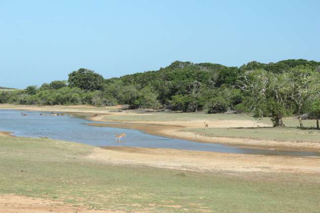 Yala Nationalpark 