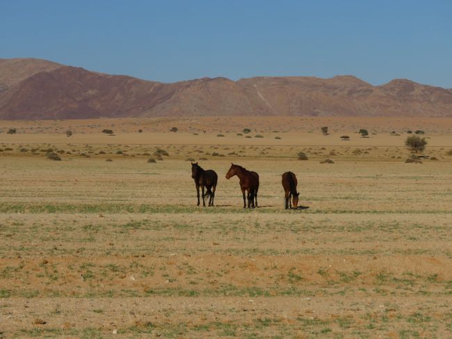 Wild horses of Aus