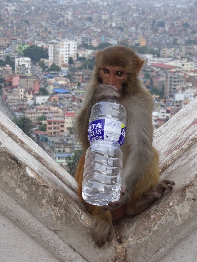  Affen beim Swayambhu-Hügel