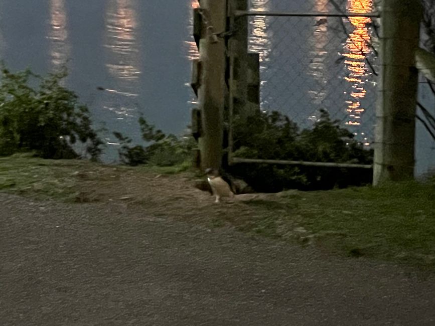 Oamaru - Zwergpinguin bei Nacht