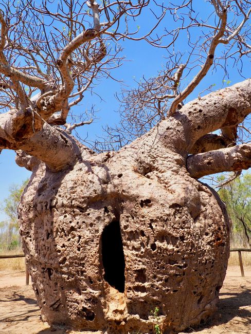 Prison for Aboriginals in a Baob Tree ... bad times in Australia using Aboriginals as slaves