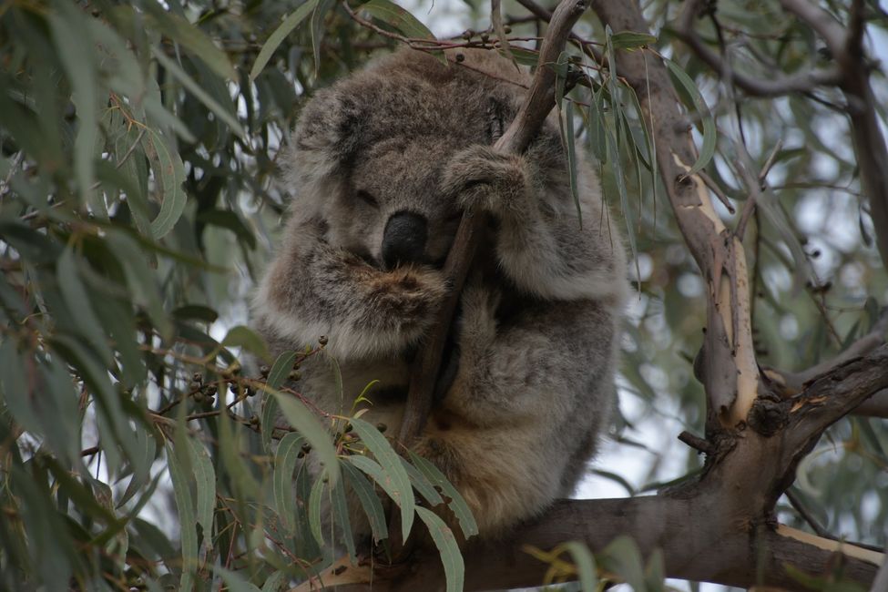 On Raymond Island - Koalas