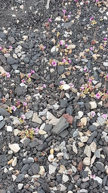 Flowers in the lava landscape