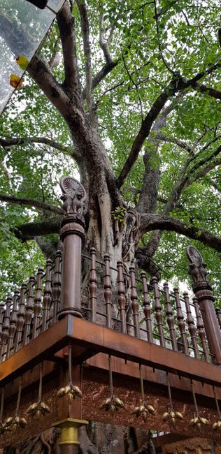 Sacred tree in the temple