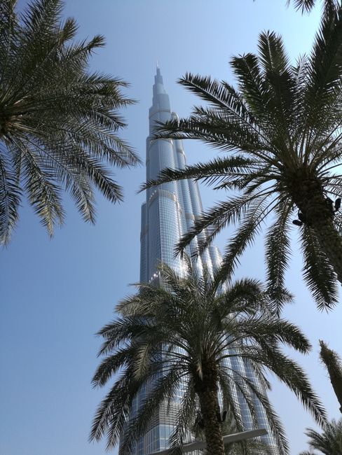 Burj Khalifa behind palm trees