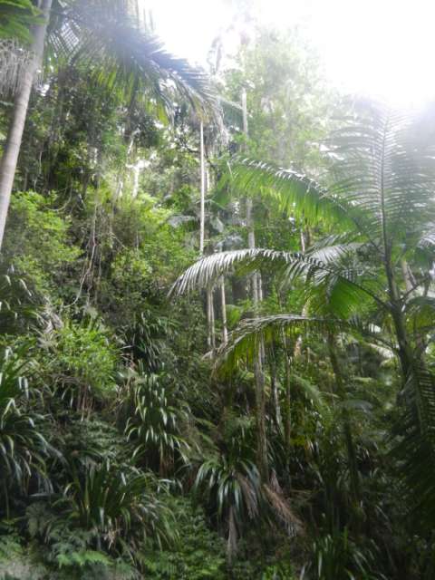 rainforest in Lamington National Park
