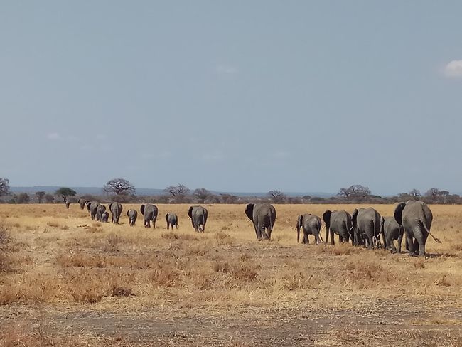 Elefanten, Tarangire