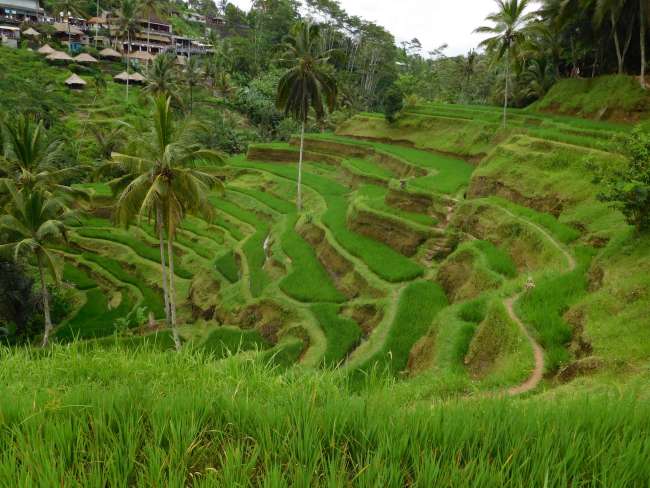 Bali: Ubud! Rice fields and Monkey Forest No. 6