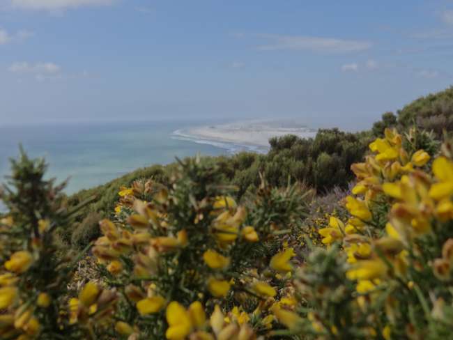 Im Hintergrund der Farewell Spit, eine kilometerweite Sanddüne hinaus ins Meer.