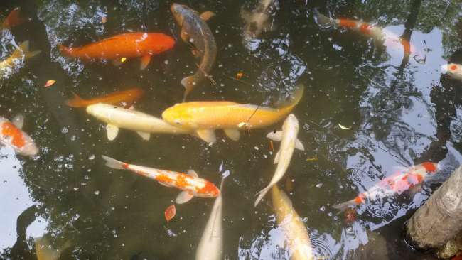 ...sooo many koi fish...