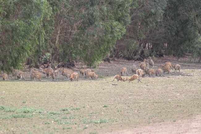 Kangaroo group in Mary River National Park