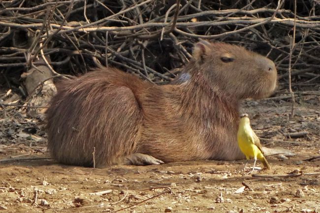 Auch das Capibara liess sich hier viel entspannter beobachten.