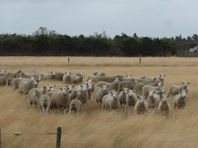 Schafe, die auf Menschen starren (Neuseeland Teil 39)