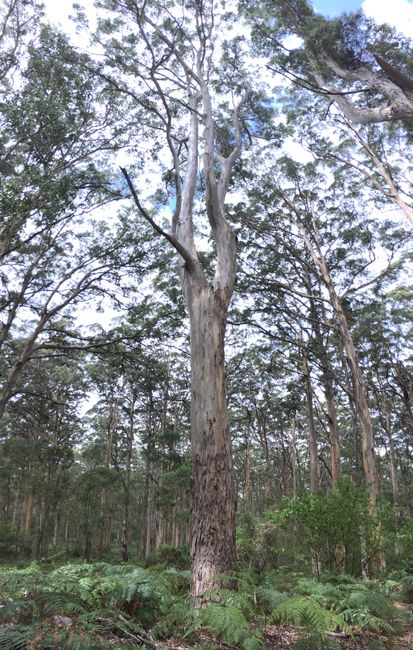 Up to 90 meters high eucalyptus trees