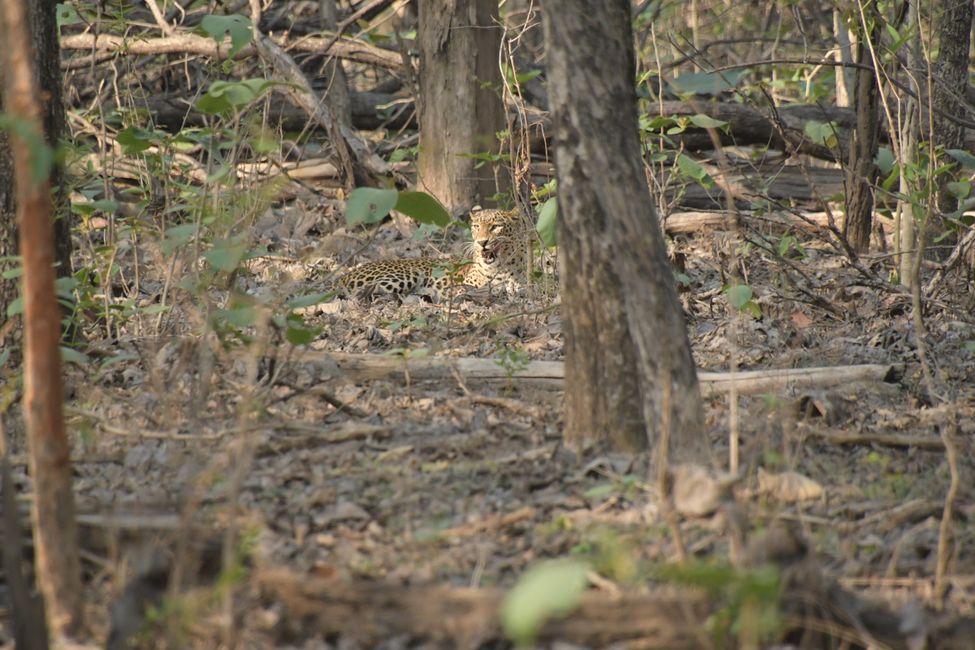 Pench NP - Leopard