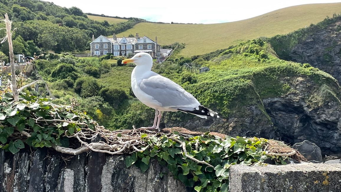 Port Isaac and Port Gaverne