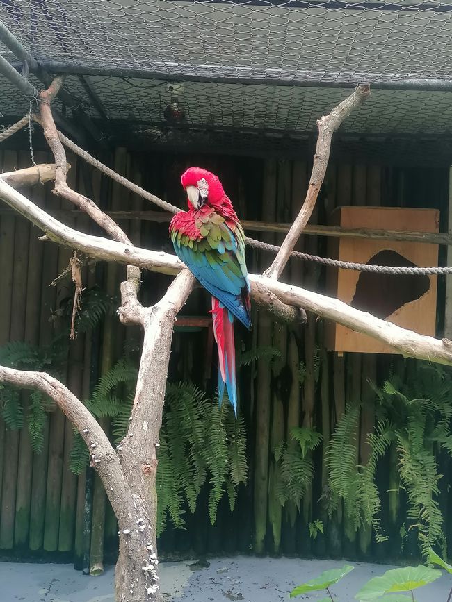 parrot (green-winged macaw)