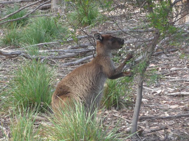 Kangaroo Island - Kängurus und Koalas (Australien Teil 10)