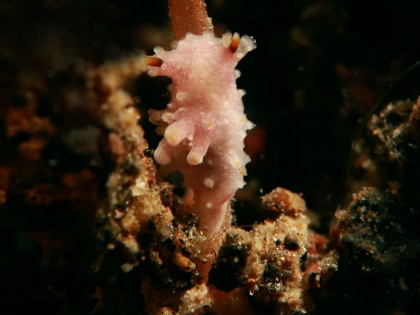 Aegires (Nudibranch)