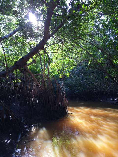 Live mangrove tour