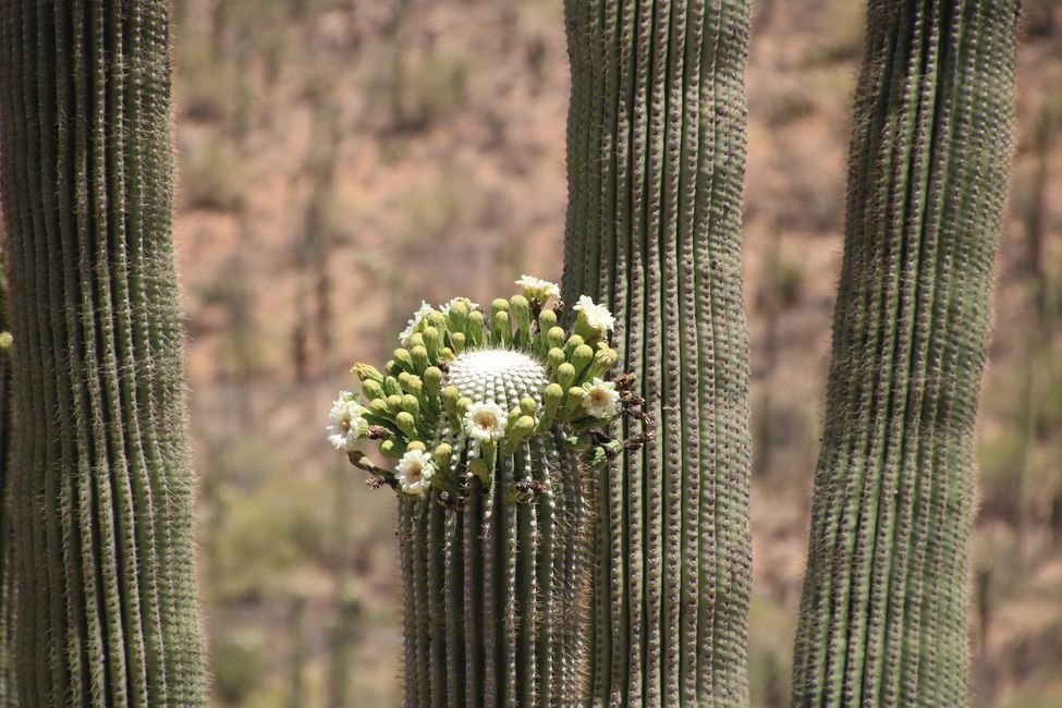 Do you like cacti? There are some in Saguaro National Park ...