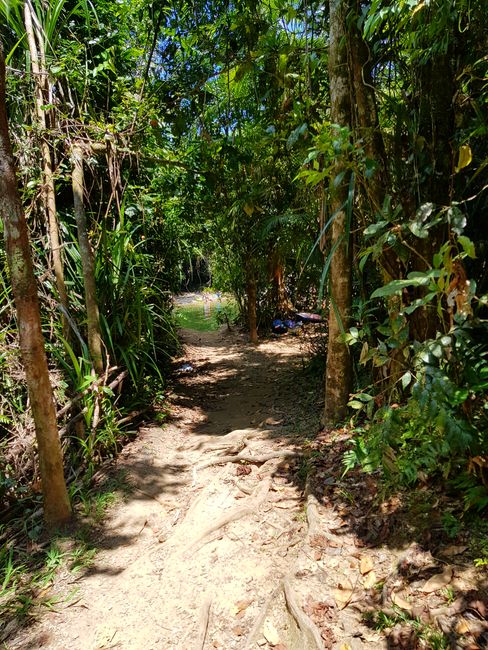 Cairns: Rainforest and Waterfalls